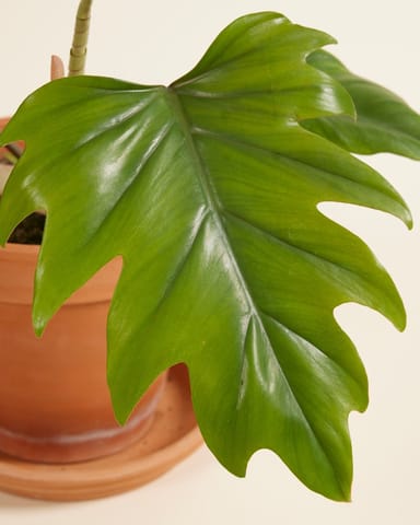 Philodendron Baumfreund Mayoi