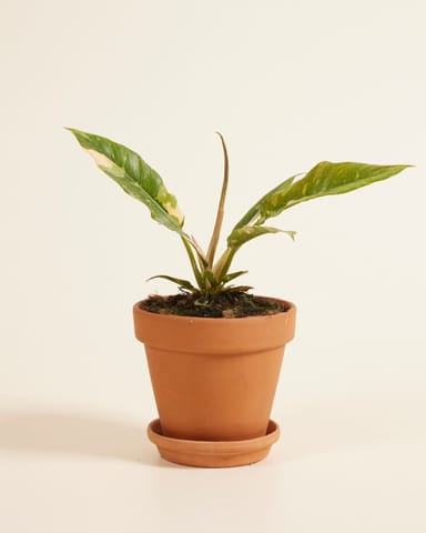 Philodendron Ring of Fire
