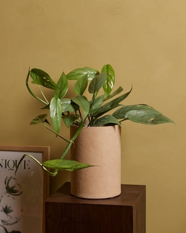 Epipremnum Cebu Blue