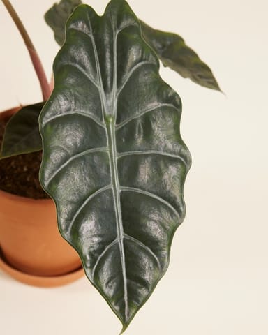 Alocasia Elephant Ears Chantrieri
