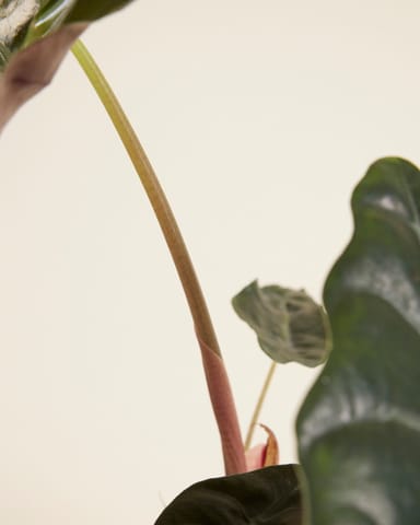 Alocasia Elephant Ears Chantrieri