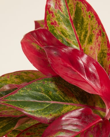 Aglaonema Chinese Evergreen Crete Flame