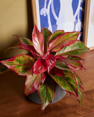 Aglaonema Chinese Evergreen Crete Flame