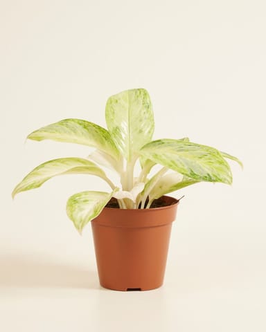 Aglaonema Aglaonème Arctic Lime 