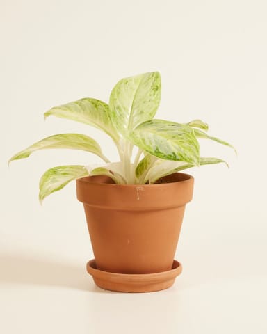 Aglaonema Aglaonème Arctic Lime 