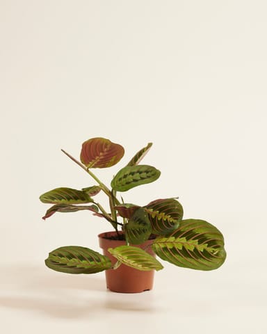Maranta Marante Leuconeura Fascinator