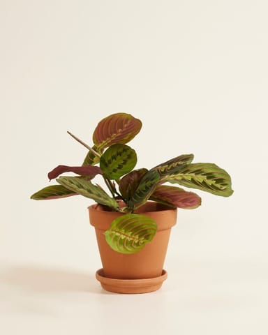 Maranta Marante Leuconeura Fascinator