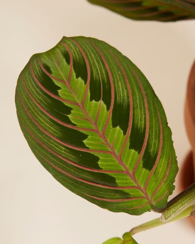 Maranta Marante Leuconeura Fascinator