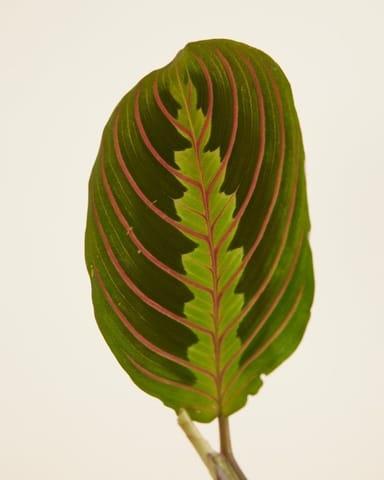 Maranta Marante Leuconeura Fascinator