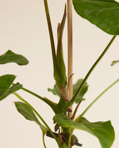 Anthurium Flamingoblumen Balaoanum