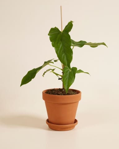 Anthurium Flamingoblumen Balaoanum
