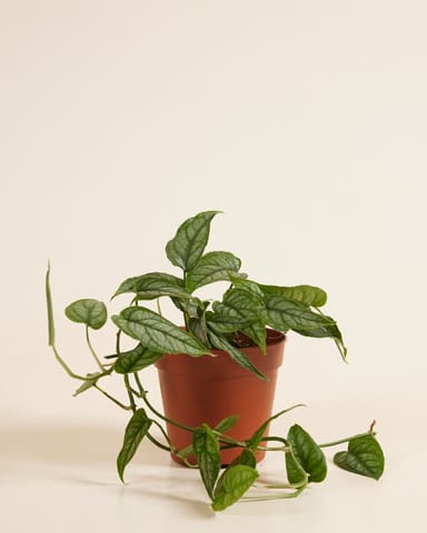 Monstera Siltepecana 