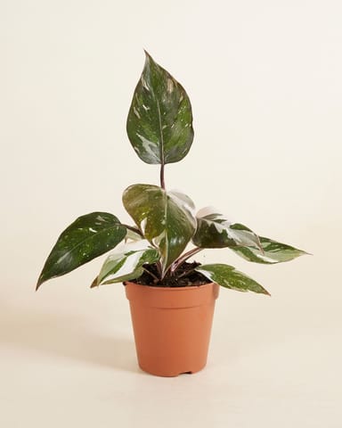 Philodendron Red Anderson