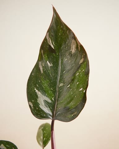 Philodendron Red Anderson