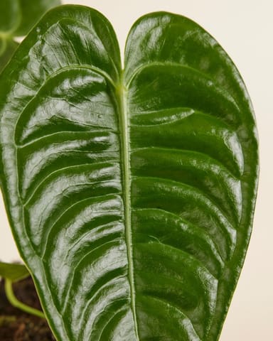 Anthurium Flamingo flowers Veitchii
