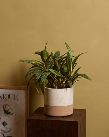 Ledebouria Socialis