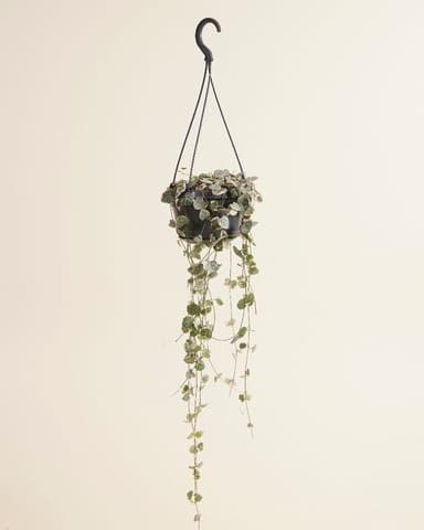 Ceropegia Chaîne des cœurs Woodii Variegata