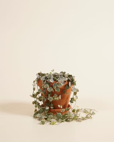 Ceropegia Chaîne des cœurs Woodii Variegata