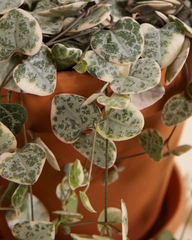Ceropegia Chaîne des cœurs Woodii Variegata