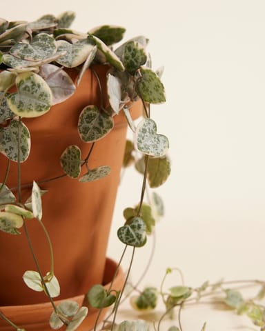 Ceropegia Chaîne des cœurs Woodii Variegata