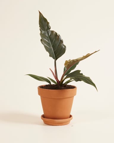 Philodendron Baumfreund Bipinnatifidum Choco Empress