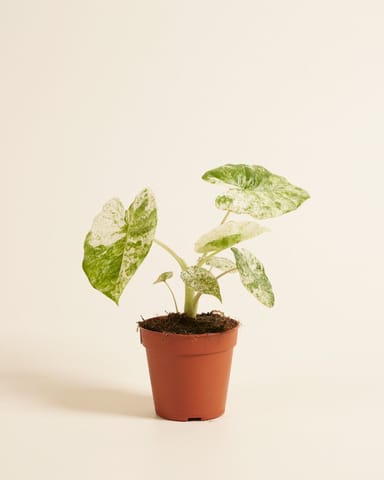 Alocasia Olifantsoor Macrorrhiza Splash