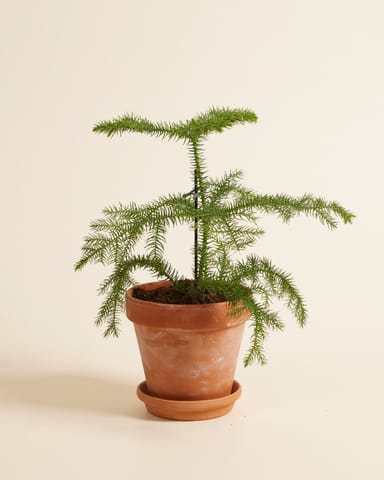 Araucaria Norfolk Island Pine Heterophylla 