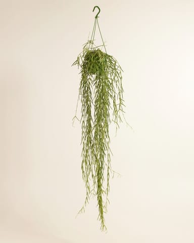 Hoya Wachsblume Linearis