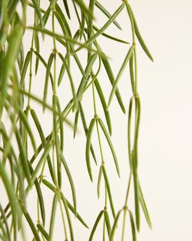 Hoya Wachsblume Linearis