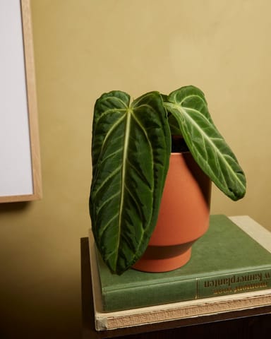Anthurium Flamingoblumen Villenaorum 