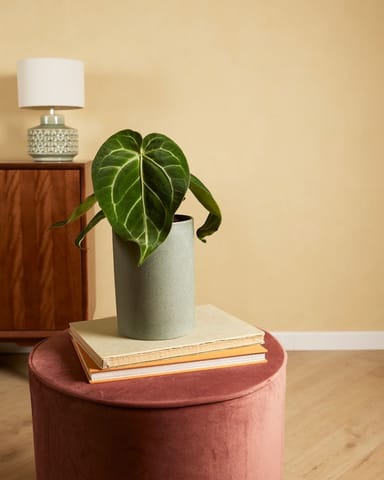 Anthurium Flamingo Plant Magnificum