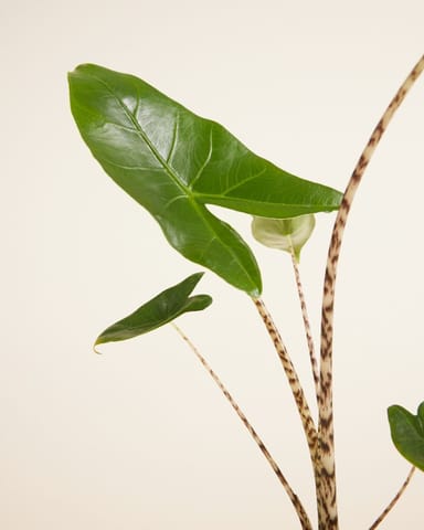Alocasia Orecchie di Elefante Zebrina