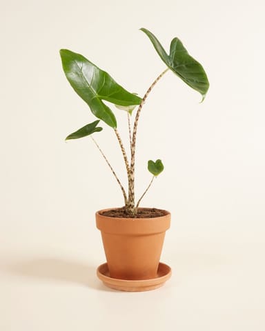 Alocasia Orecchie di Elefante Zebrina
