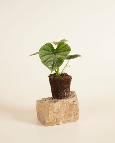 Alocasia Elefantenohr Lukiwan 