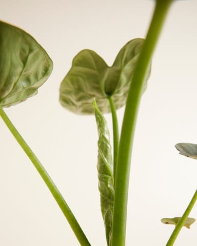 Alocasia Elefantenohr Lukiwan 