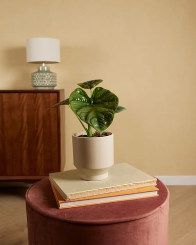 Alocasia Elefantenohr Lukiwan 
