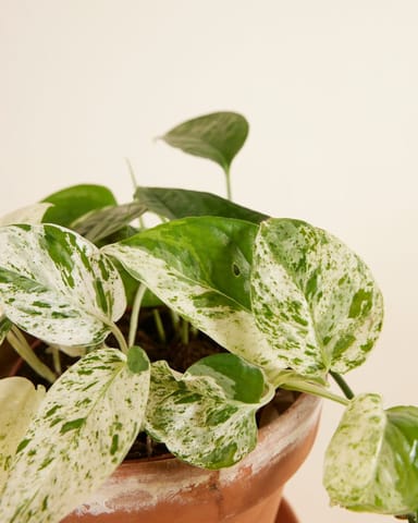 Epipremnum Pothos Pinnatum Marble Variegata