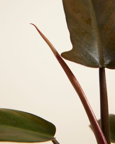 Philodendron Baumfreund Florida Bronze