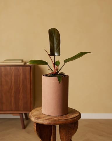 Philodendron Baumfreund Florida Bronze