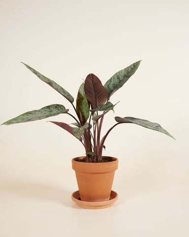 Apoballis Acuminatissima