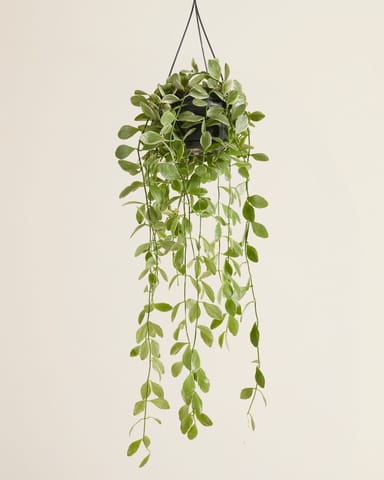 Dischidia Oinantha Variegata 