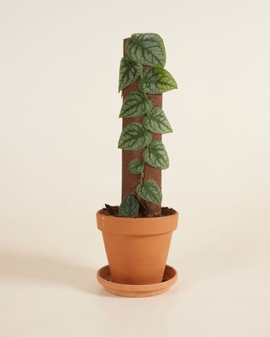 Monstera Dubia