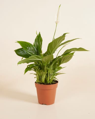 Spathiphyllum Torelli 