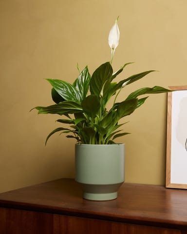 Spathiphyllum Torelli 