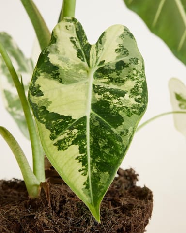 Alocasia Elephant Ear Frydek Variegata