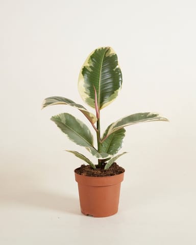 Ficus Rubber tree plant Tineke