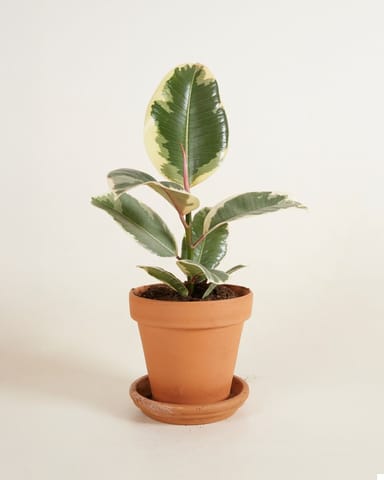 Ficus Rubber tree plant Tineke