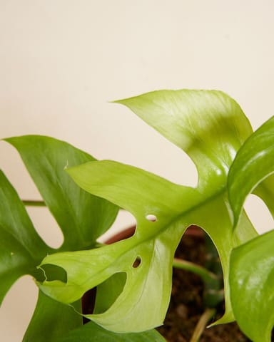 Rhaphidophora Tetrasperma Goldrush
