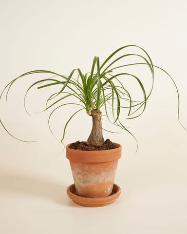 Beaucarnea Ponytail Palm Recurvata
