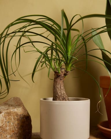 Beaucarnea Ponytail Palm Recurvata